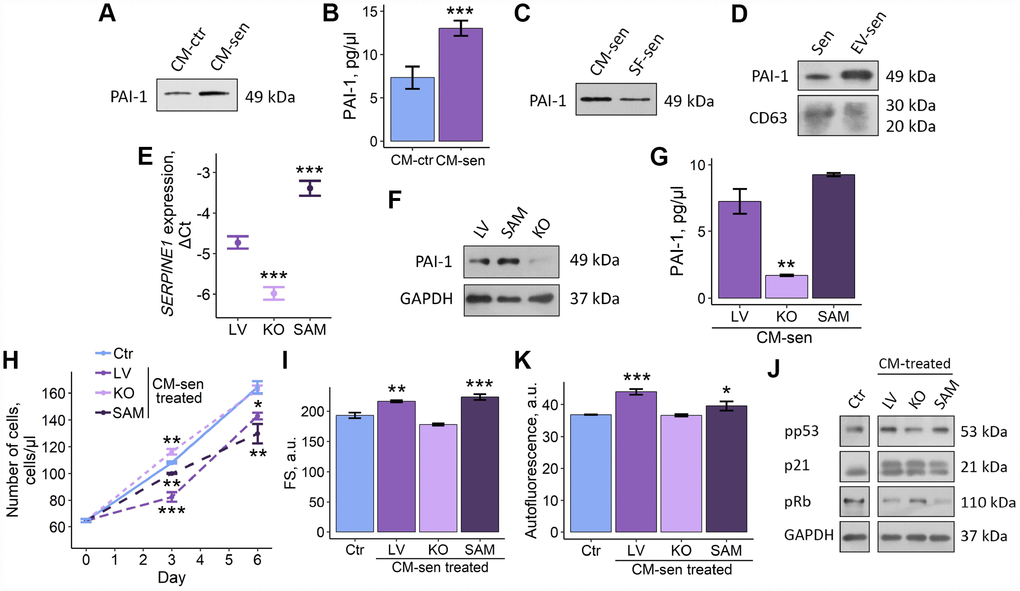 Altered PAI-1 secretion levels modulate SASP-induced senescence propagation within ESCs population. Ctr – young ESCs cultured in standard conditions. Sen – senescent ESCs. CM-ctr and CM-sen – conditioned media from young or senescent ESCs, respectively. SF-sen or EV-sen treated – young ESCs exposed to soluble factors and extracellular vesicles secreted by senescent ESCs, respectively. LV, KO and SAM – gene-modified ESCs with unaffected, down-regulated and overexpressed SERPINE1 gene. CM-sen LV, KO, SAM treated – young ESCs exposed to conditioned media from senescent gene-modified cells. (A, B) Western blot analysis and ELISA of PAI-1 composition in CM-ctr and CM-sen. For western blot CMs were collected from equal numbers of cells and in equal volumes of media. ELISA values presented as M ± S.D. (N=4). *** – pC, D) Western blot of PAI-1 content in SF-sen and EV-sen obtained as described in Experimental procedures section. CD63 was used as EV marker protein. For western blot CMs and SF were collected from equal numbers of cells and in equal volumes of media. (E, F) PAI-1 expression levels in LV, KO and SAM estimated by RT-PCR and western blot, respectively. Values are M ± S.D. (N=3). *** – pG) PAI-1 levels in LV, KO, SAM CM-sen by ELISA. Values are M ± S.D. (N=2). ** – pH, I, K) Growth curves, cell size and autofluorescence of Ctr ESCs or LV, KO, SAM CM-sen treated ESCs by FACS. Cell size and autofluorescence after 6 d of treatment. Forward scatter (FS) reflects the average cell size. Values are M ± S.D. (N=3). * – pJ) Western blot analysis of p53 and Rb phosphorylation levels and p21 protein expression performed after 6 d of treatment. Representative results of the three experiments are shown in the Figure. GAPDH was used as loading control.