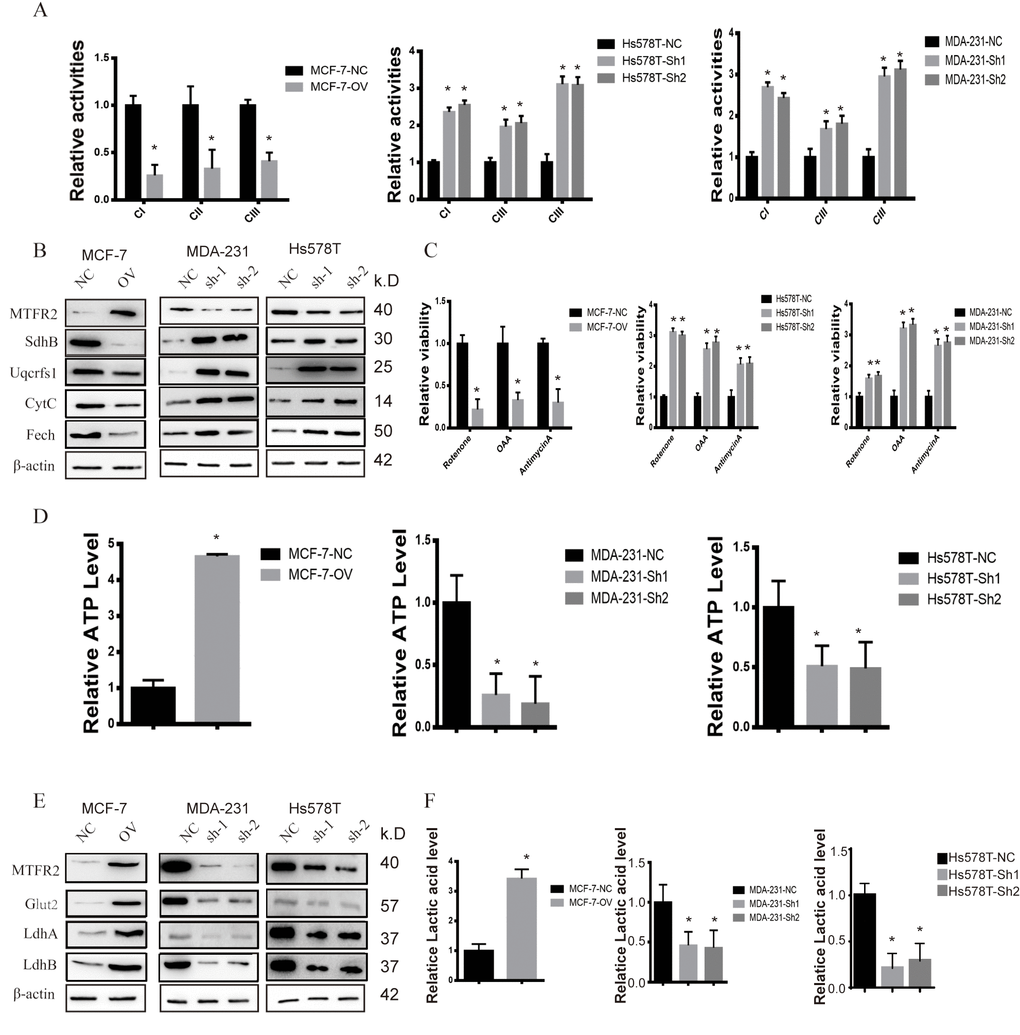 MTFR promotes the glycolysis of BC. (A) The relative activities of the CI CII and CIII of different cell lines (Student’s two one-tailed paired test * pB) Western blot of OXPHOS markers of different cell lines. (C) The relative viability of different cell lines treated with different inhibitors (Student’s two one-tailed paired test * pD) The relative ATP level of different cell lines (Student’s two one-tailed paired test * pE) Western blot of glycolysis markers of different cell lines. (F) The relative lactic acid level of different cell lines (Student’s two one-tailed paired test * p