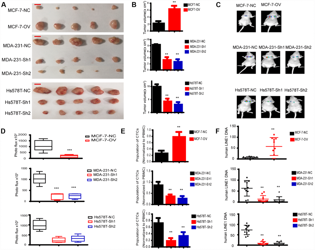 MTFR promotes the progression of breast cancer cells in vivo. (A) A representative image of the tumours of xenografted mice, scale bar 0.5 cm. (B) The tumour volume of xenografted mice (Student’s two one-tailed paired test * * pC) A representative image of lung metastasis. (D) Photo flux of lung metastasis (Student’s two one-tailed paired test * ** pE) The population of CTCs (Student’s two one-tailed paired test * * pF) The human LINE1 DNA level (Student’s two one-tailed paired test * * p