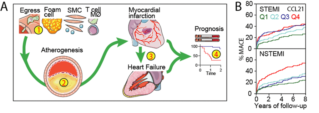 CCL21 and prognosis in acute coronary syndromes. (A) (1) CCL21 may contribute to atherogenesis by different mechanisms including recruitment of T cells and macrophages to atherosclerotic lesions and induction of a matrix degrading, pro-thrombotic and inflammatory phenotype in these and other vascular cells leading to atheroma formation (2) and potentially thrombosis and myocardial infarction (3). CCL21/CCr7 interactions are also involved in adverse cardia remodeling and high circulating levels (4) are associated with poor outcome in patients with cardiac dysfunction. (B) We recently reported that CCL21 was associated with MACE following ACS and further analysis shows that this association is most prominent in NSTEMI.