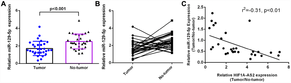 miR-129-5p was downregulated in osteosarcoma and was negatively related to HIF1A-AS2 expression. (A) The miR-129-5p expression in 30 osteosarcoma samples and their noncancerous pairs was determined by qRT-PCR. U6 was used as the internal control. (B) The expression of miR-129-5p was downregulated in 22 cancerous tissues (22/30; 73%) compared to the adjacent tissues. (Defined as a cutoff of Log 2.0-fold-change >1) (C) miR-129-5p expression was negatively correlated with HIF1A-AS2 expression in osteosarcoma samples by using Pearson's correlation coefficient analysis.