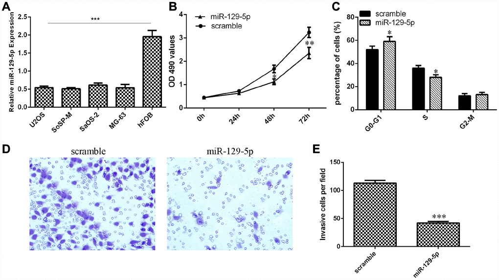 miR-129-5p suppressed osteosarcoma cell proliferation, cell cycle progression and invasion. (A) The expression of miR-129-5p in osteosarcoma cell lines (U2OS, SoSP-M, SaOS-2, MG-63) and an osteoblast cell line (hFOB) was measured by qRT-PCR. (B) Overexpression of miR-129-5p suppressed MG-63 cell growth. (C) Ectopic expression of miR-129-5p decreased the S phase of MG-63 cells compared to that of the scramble group. (D) Ectopic expression of miR-129-5p decreased MG-63 cell invasion. (E) The relative invasive cells are shown. *p