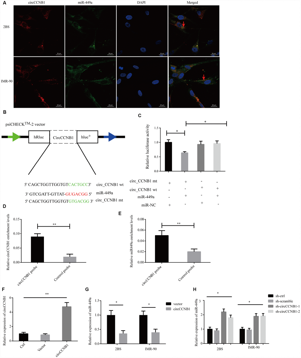 CircCCNB1 functions as a miR-449a sponge and suppresses miR-449a activity. (A) FISH was performed to observe for localization of CircCCNB1 (red) and miR-449a (green) in 2BS or IMR-90 cells. Scale bar, 20μm, red arrowhead indicates co-localization. (B) Schematic illustration of the CircCCNB1-wild-type (wt) and CircCCNB1-mutant (mut) dual luciferase reporter vectors. (C) Relative luciferase activities were measured in 293T cells after transfection with CircCCNB1-wt or CircCCNB1-mut and miR-449a mimics or miR-NC, respectively, *PD and E) RNA pull-down in 2BS cells, followed by qRT-PCR to detect the enrichment of CircCCNB1 and miR-449a, **PF) Overexpression of CircCCNB1 by qRT-PCR, **PG) Relative miR-449a expression in CircCCNB1-overexpressed 2BS or IMR-90 cells by qRT-PCR, *PH) Relative miR-449a expression in CircCCNB1 knockdown 2BS or IMR-90 cells by qRT-PCR. *P