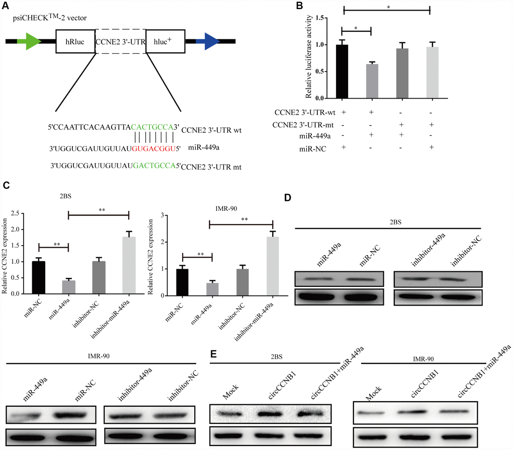 CCNE2 is directly regulated by miR-449a and indirectly regulated by CircCCNB1. (A) Schematic illustration of CCNE2 3′-UTR wild-type (wt) and CCNE2 3′-UTR-mutant (mut) dual luciferase reporter vectors. (B) The relative luciferase activities were detected in 293T cells after transfection with CCNE2 3′-UTR wt and CCNE2 3′-UTR -mut and miR-449a mimics or miR-NC, respectively, *PC and D) Relative mRNA and protein levels of CCNE2 in 2BS or IMR-90 cells after transfection with miR-NC, miR-449a, inhibitor-NC and inhibitor-449a using qRT-PCR and western blot, respectively, **P