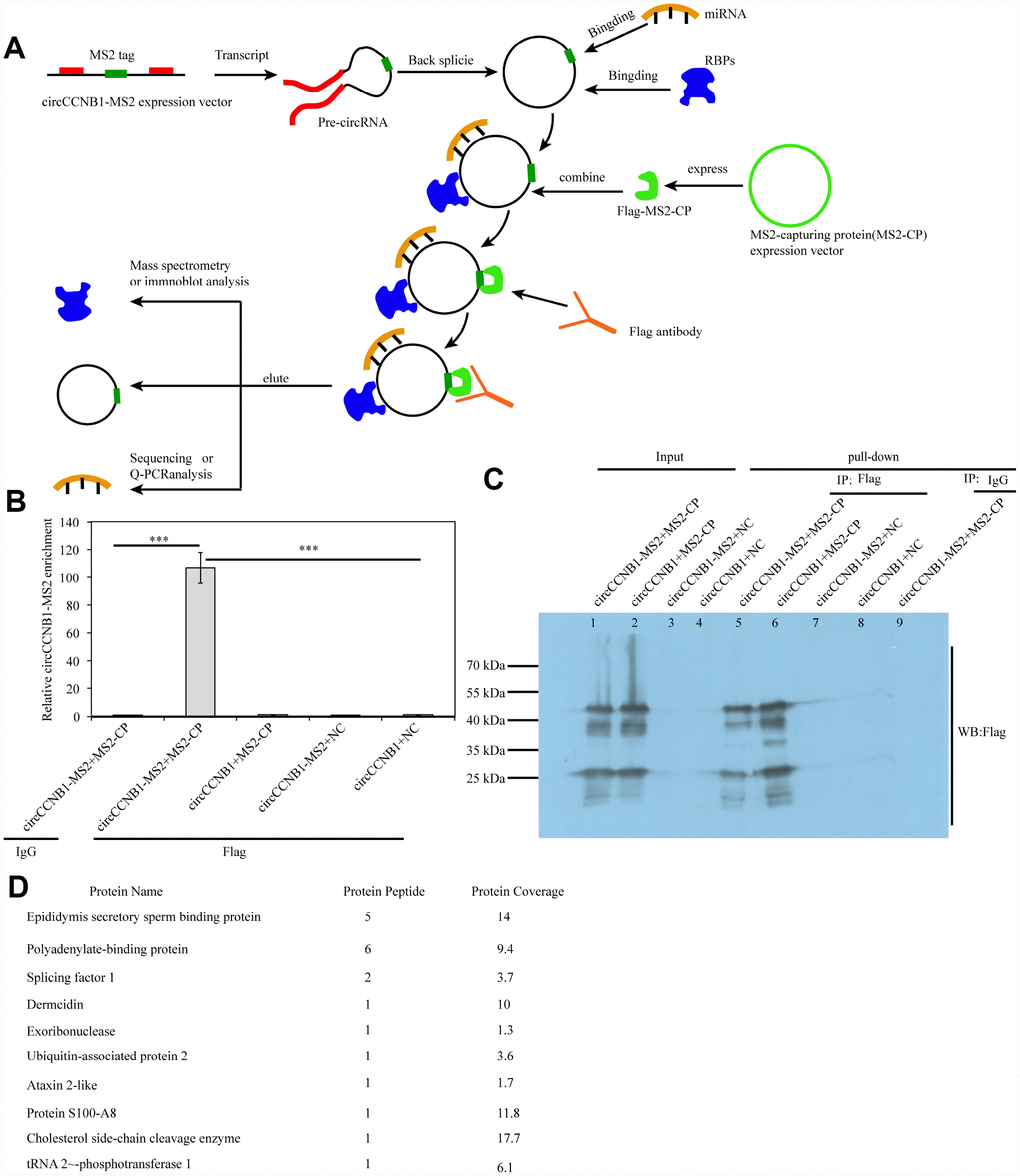 Identification and characterization of CircCCNB1-binding proteins (CBPs). (A) Schematic illustration of the modified RNA pulldown. Briefly, an MS2-tagged RNA was introduced into a CircRNA to express this specific tag(CircRNA-MS2) in cells; A Flag-tagged MS2-capturing protein(flag-MS2-CP) was constructed to specifically interact with the MS2 tag to capture CircRNA-MS2; Immunoprecipitation of the flag-MS2-CP-CircRNA-MS2 complex was performed using the flag antibody to identify proteins or miRNA molecules that might interact with CircRNA. (B) qRT-PCR detected the relative enrichment of circRNA-MS2 in HEK293T after transfection with the indicated plasmids, ***PC) Immunoprecipitation (IP) and immunoblot identification of CBPs.