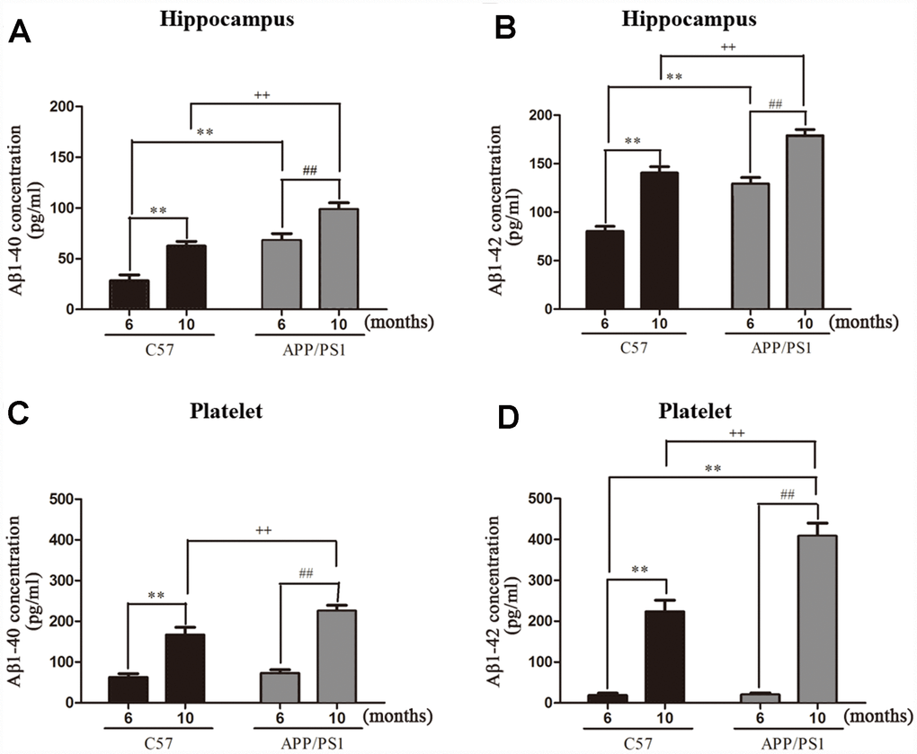 Aβ1-40 and Aβ1-42 levels in hippocampus and platelets from APP/PS1 transgenic mice and C57 mice. (A) Aβ1-40 levels in hippocampus; (B) Aβ1-42 levels in hippocampus; (C) Aβ1-40 levels in platelets; (D) Aβ1-42 levels in platelets. Values are expressed as mean ± SD of six experiments measured in duplicate. **P vs. C57 (6 months), ##P vs. APP/PS1 (6 months), ++P vs. C57 (10 months).