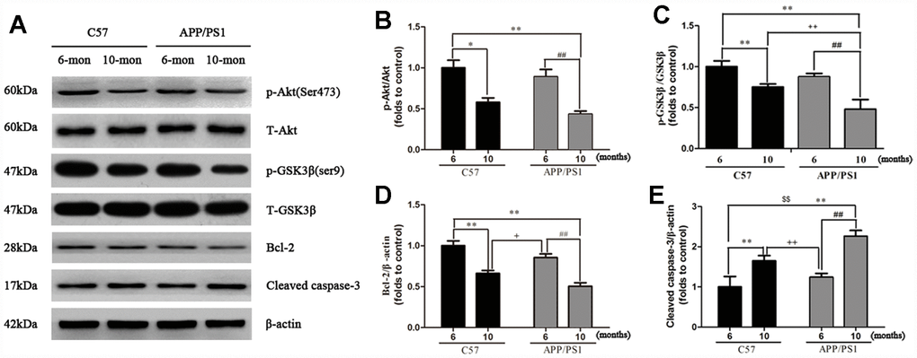 Western blot analysis for p-Akt, p-GSK3β, Bcl-2 and Cleaved caspase-3 in the platelets of APP/PS1 transgenic mice and C57 mice. Band intensities were quantified using Image J software. Each value was calculated on the basis of the data obtained from three independent experiment. Representative bar diagram showing quantitative results for relative levels of (B) p-Akt, (C) p-GSK3β, (D) Bcl-2, (E) Cleaved caspase-3. *P vs. C57 (6 months), **P vs. C57 (6 months), ##P vs. APP/PS1 (6 months), +P vs. C57 (10 months), ++P vs. C57 (10 months).