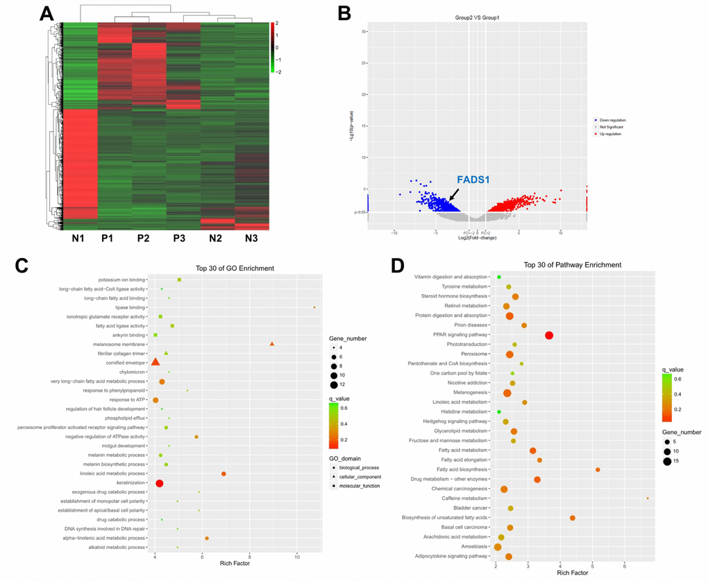 Differential gene expression analysis in clinical vitiligo specimens. (A) Heat map showing gene expression profiles in clinical samples of vitiligo and matched, adjacent normal specimens; each column represents one sample. Red and green indicate upregulation and downregulation, respectively. (B) Distribution of gene transcripts presented as MA plot (log2 fold-change vs log total counts); red points indicate DEGs (FADS1, log2 fold-change = -3.82, -log10 (p-value) = 2.84). (C) Gene ontology (GO) enrichment analysis of DEGs. (D) Kyoto Encyclopedia of Genes and Genomes (KEGG) analysis of DEGs. N1, N2, N3: normal specimens; P1, P2, P3: vitiligo samples.