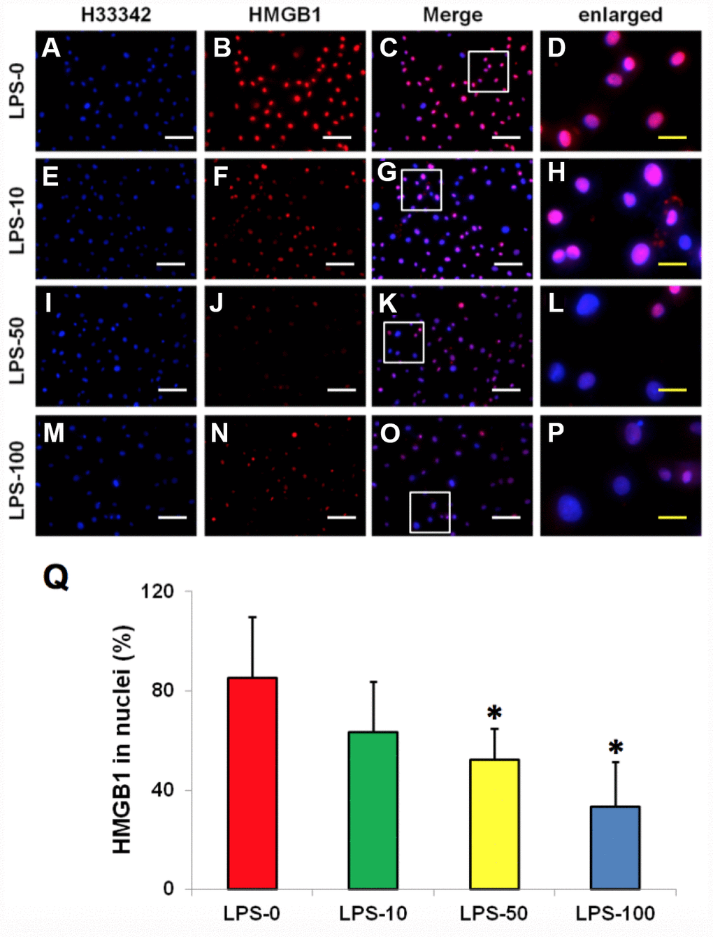 LPS effect on HMGB1 releasing from the nuclei to the cytoplasma of the rabbit AF cells cultured for 7 days. (A–D) normal rabbit AF cells (LPS-0). (E–H) the rabbit AF cells were treated with 10 ng of LPS (LPS-10). (I–L) the rabbit AF cells were treated with 50 ng of LPS (LPS-50). (M–P) the rabbit AF cells were treated with 100 ng of LPS (LPS-100). (Q) semi-quantification of positive stained HMGB1 in the nuclei of the cells. More than 95% of the nuclei of the normal cells were positively stained with HMGB1 (B–D, Q). LPS induced HMGB 1 releasing from the nucleus of rabbit AF cells to the cytoplasma (F–H, J–L, N–P). Semi-quantification indicated that the concentration of HMGB1 in the cytoplasma increased with increasing of the concentration of LPS (Q). (A, E, I, M) H33342 staining. (B, F, J, N) anti-HMGB1 antibody staining*pC, G, K, O) merged images of H33342 stained images and anti-HMGB1 antibody stained images. (D, H, L, P) enlarged images of the box areas in the images of (C, G, K, O). White bars = 100 μm, yellow bars = 25 μm.