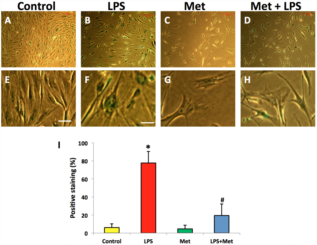 Metformin inhibited cell senescence of rabbit AF cells induced by LPS tested by b-gal staining. (A, E) the cells were cultured with normal medium (control). (B, F) the cells were cultured with 100 ng/ml of LPS-containing medium (LPS). (C, G) the cells were cultured with 1 mM of metformin-containing medium (Met). (D, H) the cells were cultured with 100 ng/ml of LPS and 1 mM of metformin (LPS+Met). The images of (E–H) were enlarged images of the box areas of the images of (A–D) LPS induced more than 77% of rabbit AF cells to senescence as evidenced by b-gal staining (green cells in B, F). Metformin inhibited cell senescence induced by LPS (D, H), (I) semi-quantification of positive stained cells by b-gal. *p#p