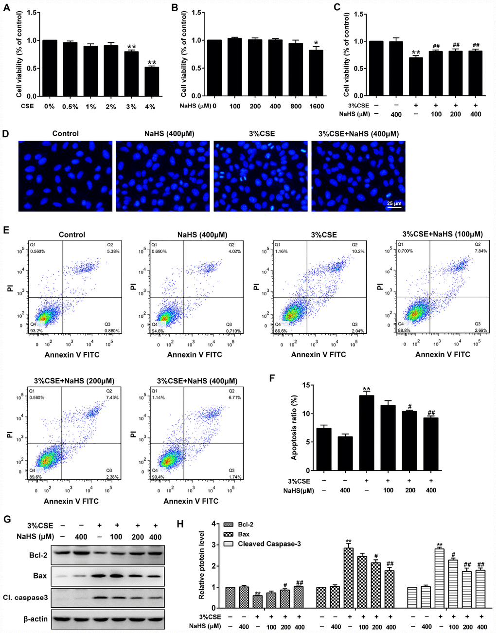 Effects of NaHS on cell viability and apoptosis in CSE-stimulated A549 cells. (A, B) A549 cells were treated with different doses of CSE or NaHS for 48h. The cells stimulated with vehicle only served as controls. Cell viability was detected by CCK-8 assay. *P**PC) Cell viability of A549 cells with different treatments was measured by CCK-8 assay. (D) A549 cells were stained with Hoechst 33258 after treating with and without 3% CSE and/or 400μM NaHS for 48 h, and were examined under the fluorescence microscopy. (E) The cells were double-stained with Annexin V-FITC and PI, and then the cellular apoptosis was determined by flow cytometry. (F) The ratio of apoptotic cells was statistically analyzed. (G, H) The protein levels of Bcl-2, Bax and Cleaved caspase 3 were detected using Western blot. **P#P##P