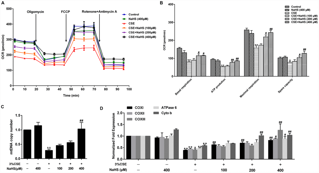 Effects of NaHS on mitochondrial function in CSE-stimulated A549 cells. A549 cells were cultured with and without 3% CSE and/or 100, 200, or 400μM NaHS for 48 h. (A) The bioenergetic profiles of A549 cells were measured by a Seahorse Extracellular Flux Analyzer, OCR in cells treated with oligomycin, FCCP, and rotenone and Antimycin A. (B) Quantitative analysis of basal respiration, ATP production, maximal respiratory and spare capacity is shown. (C) mtDNA copy number was measured by Real-time PCR. (D) The mRNA levels of COXI, COXII, COXIII, ATPase 6 and Cyto b were detected using Real-time PCR. *P**P#P##P