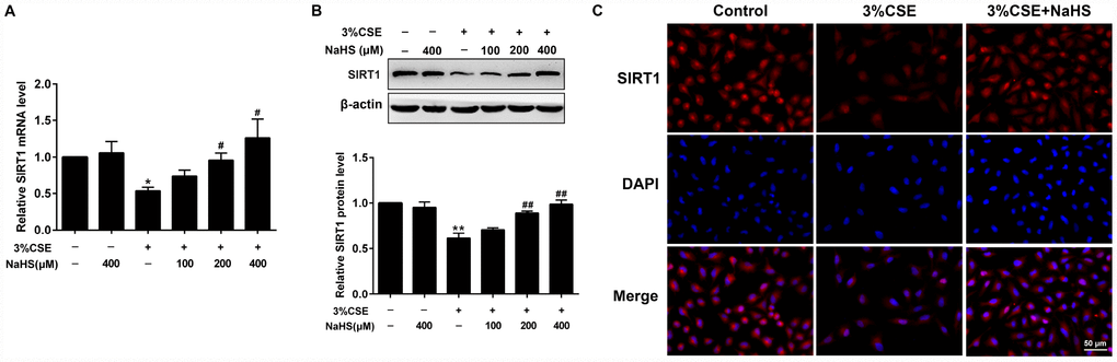 Effects of NaHS on SIRT1 mRNA and protein expressions in CSE-stimulated epithelial A549 cells. A549 cells were cultured with and without 3% CSE and/or 100, 200, or 400μM NaHS for 48 h. (A) The mRNA level of SIRT1 was detected using Real-time PCR. (B) The protein level of SIRT1 was detected using Western blot. (C) Immunofluorescence staining for SIRT1 was performed on A549 cells treated with and without 3% CSE and 400μM NaHS for 48 h. *P**P#P##P