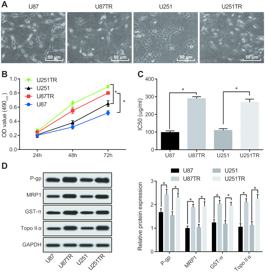 Silencing Lncrna Foxd2 As1 Inhibits Proliferation Migration Invasion And Drug Resistance Of