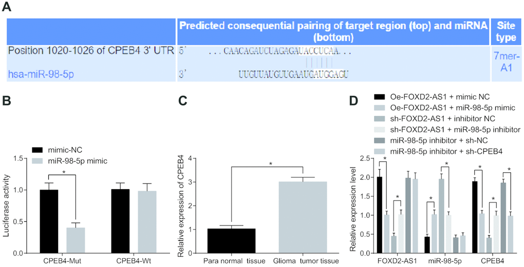 Silencing Lncrna Foxd2 As1 Inhibits Proliferation Migration Invasion And Drug Resistance Of