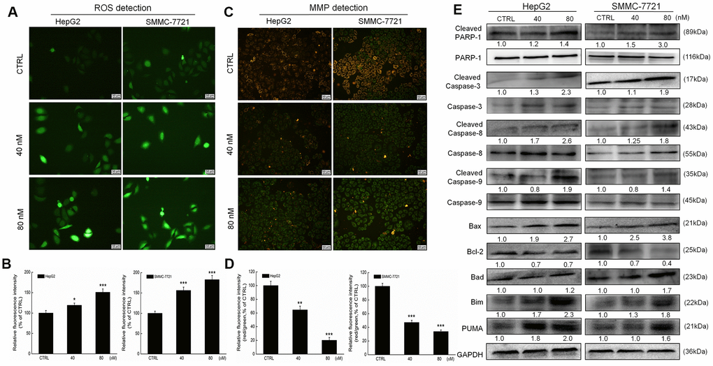 Erianin induced mitochondrial apoptosis in liver cancer cells. Erianin (A) increased intracellular reactive oxygen species (ROS) production and (C) decreased the mitochondrial membrane potential (20× magnification, scale bar: 50 μm). Qualitative data are expressed as (B) the green fluorescence intensity and (D) the ratio of red to green fluorescence intensity. Data are expressed as percentages relative to the corresponding control cells and mean ± SD (n = 6). *P P P E) Erianin significantly enhanced the ratio of cleaved PARP/PARP, cleaved caspase-3/caspase-3, cleaved caspase-8/caspase-8 and cleaved caspase-9/ caspase-9, and the expression levels of Bax, Bad, Bim and PUMA, and reduced the expression levels of Bcl-2 in HepG2 and SMMC-7721 cells. Quantitative protein expression data were normalized to GAPDH expression levels in the corresponding samples. The marked average changes of proteins were expressed as folds relative to the corresponding control cells (n = 6).