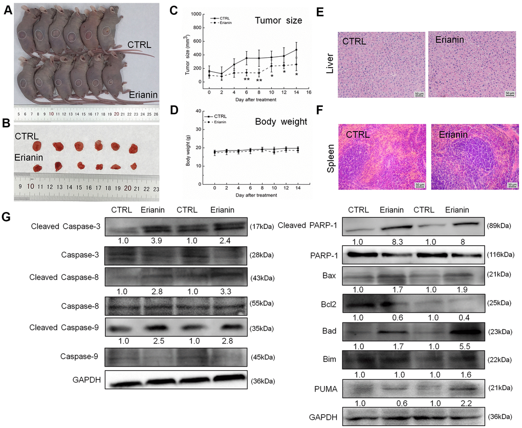 Erianin inhibited HepG2-xenograft tumor growth in BALB/c nude mice. BALB/c athymic nude mice inoculated with HepG2 cells were treated with erianin (20 mg/kg dissolved in 0.9% saline solution containing 1:10,000 DMSO) or vehicle solvent (0.9% saline solution containing 1:10,000 DMSO) for 14 days. (A) Tumor-bearing nude mice and (B) tumors collected from vehicle and erianin-treated groups. (C) Tumor volumes were measured every other day. Tumor sizes are expressed as mean ± SD (n = 6). * P P D) Mean (±SD) body weights in the erianin-treated and vehicle groups (n = 6). Pathological analysis of (E) liver and (F) spleen tissues via H&E staining. (G) Erianin significantly enhanced the ratio of cleaved PARP/PARP, cleaved caspase-3/caspase-3, cleaved caspase-8/caspase-8 and cleaved caspase-9/caspase-9, and the expression levels of Bax, Bad, Bim and PUMA, and reduced the expression levels of Bcl-2 in tumor tissues. Quantitative protein expression data were normalized to GAPDH levels and/or related total protein levels in the corresponding samples. The marked average changes of proteins were expressed as folds relative to the corresponding control tumor tissues (n = 6).