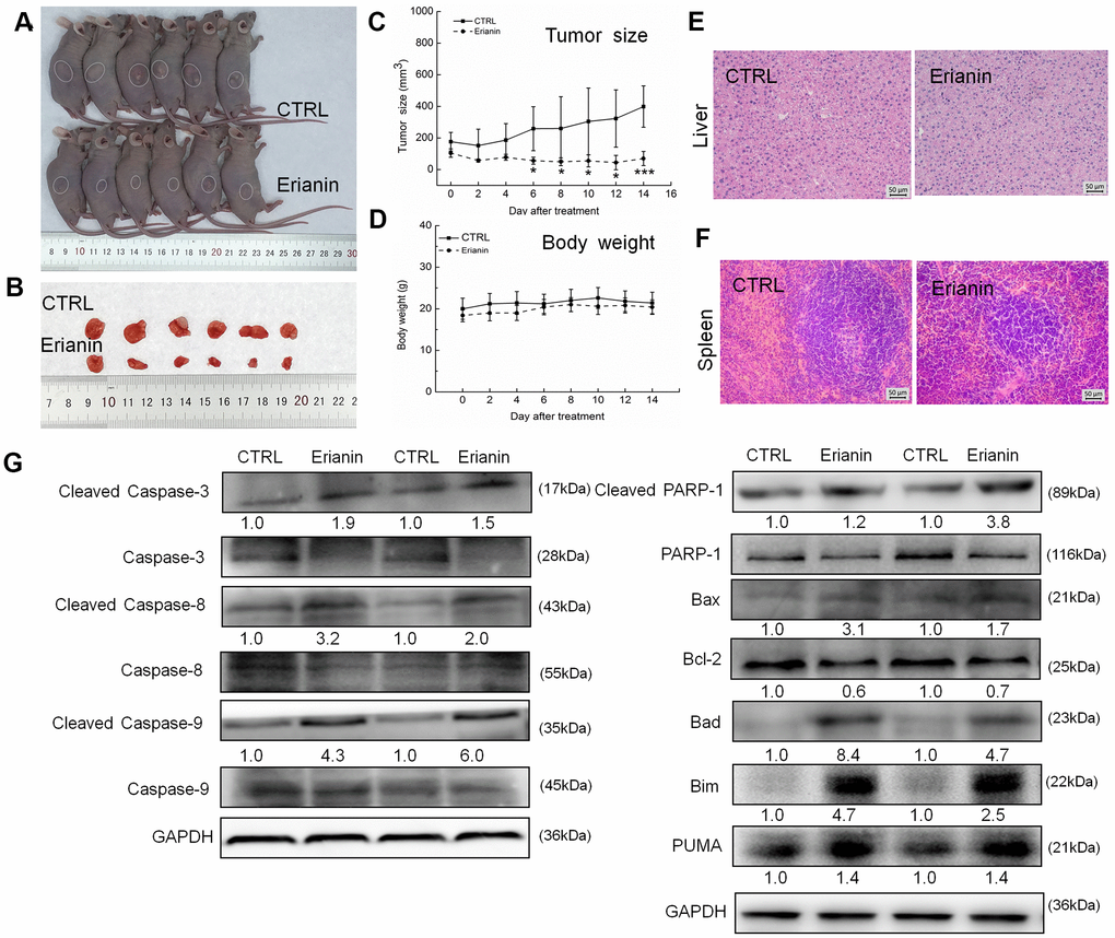 Erianin inhibited SMMC-7721-xenograft tumor growth in BALB/c nude mice. BALB/c athymic nude mice inoculated with SMMC-7721 cells were treated with erianin (20 mg/kg dissolved in 0.9% saline solution containing 1:10,000 DMSO) or vehicle solvent (0.9% saline solution containing 1:10,000 DMSO) for 14 days. (A) Tumor-bearing nude mice and (B) tumors collected from vehicle and erianin-treated groups. (C) Tumor volumes were measured every other day. Tumor sizes are expressed as mean ± SD (n = 6). * P P P D) Mean (±SD) body weights in the erianin-treated and vehicle groups (n = 6). Pathological analysis of (E) liver and (F) spleen tissues via H&E staining. (G) Erianin significantly enhanced the ratio of cleaved PARP/PARP, cleaved caspase-3/caspase-3, cleaved caspase-8/caspase-8 and cleaved caspase-9/caspase-9, and the expression levels of Bax, Bad, Bim and PUMA, and reduced the expression levels of Bcl-2 in tumor tissues. Quantitative protein expression data were normalized to GAPDH levels and/or related total protein levels in the corresponding samples. The marked average changes of proteins were expressed as folds relative to the corresponding control tumor tissues (n = 6).