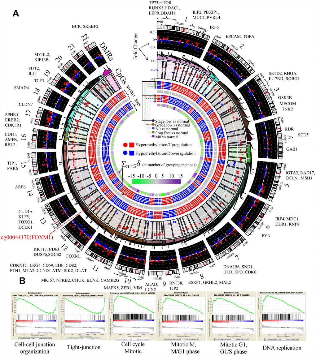 Aberrant DNA methylation of EDCGs affected their expression in ccRCC. (A) The landscape of differentially methylated regions (DMRs) and expression quantitative trait methylations (eQTMs) in human genome (hg19). 186 DMRs not in promoter were shown using gray dots. The red symbols (both circle and square) represent the higher status (either a higher status of DNA methylation or a higher status of expression), while the blue symbols represent the lower/opposite status. (B) Gene set enrichment analysis between localized ccRCC and controls.