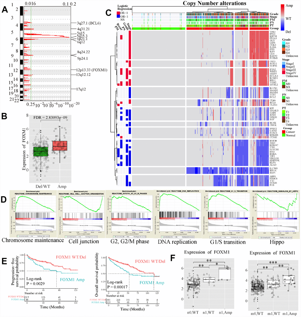 Copy number (CN) alterations of EDCGs affected their expression in advanced ccRCC. (A) The EDCGs located in the focal CN amplification peaks. False-discovery rates (q values) and scores generated by GISTIC 2.0 for amplifications (x-axis) are plotted against chromosome locations (y-axis). Dotted lines indicate the centromeres. The green line represents cut-off (q = 0.25) that determines statistical significance. (B) The expression of FOXM1 affected by expression quantitative trait CN (eQTCNs). (C) Clustering of CNAs of genes affected by eQTCNs. The deletion of genes with odds ratio (OR) 1 and FDR D) Gene set enrichment analysis between ccRCC with regional/distant metastasis and localized tumors. (E) Overall survival and progression-free survival of ccRCC patients with FOXM1 amplifications versus those with FOXM1 wild type (WT). (F) The expression changes of FOXM1 between samples with FOXM1 amplification and FOXM1 deletion/WT.