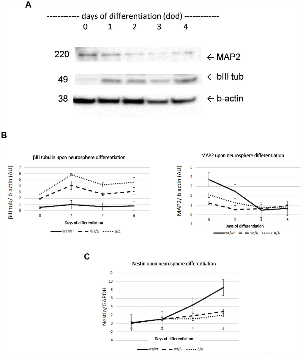 Characterization of neurosphere development by analysis of β-III tubulin, MAP2 and nestin markers. Neuronal markers β-III tubulin and MAP2 were determined by Western Blot (A). Both neural markers showed stabilized expression on day 4 of development. β-III tubulin and MAP2 levels confirmed neural properties of neurospheres (B). Increasing nestin mRNA levels confirmed neural stem cell properties of neurospheres during development (C). No significant differences were found at 4 day of development AU, arbitrary units. Results are expressed by mean± SEM.