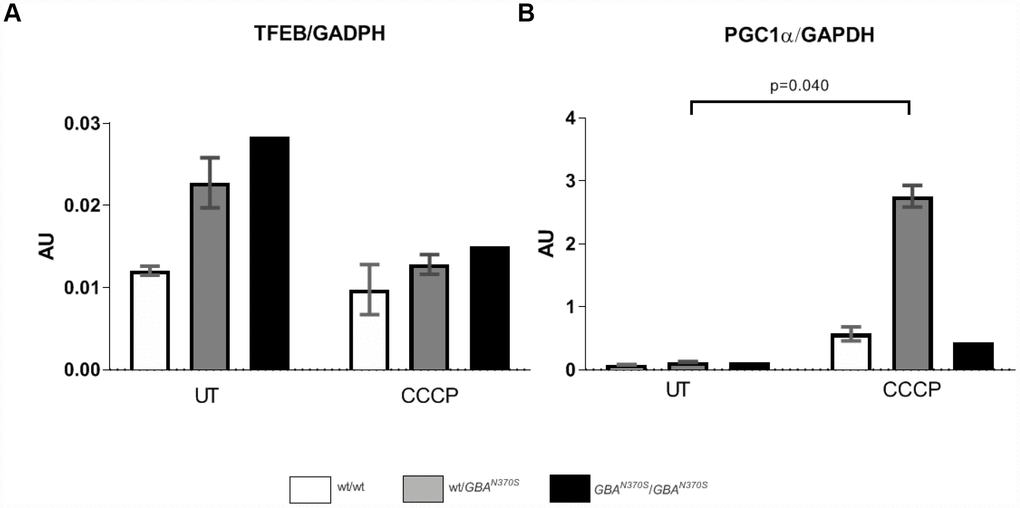 Steady-state mRNA levels of TFEB and PGC1α during uncoupling treatment. TFEB mRNA levels tended to decrease in wt/N370SGBA, and N370SGBA/N370SGBA but PGC1α significantly increased upon CCCP induction in wt/N370SGBA, probably in an attempt to compensate for the underlying mitochondrial defects. UT, untreated. AU: arbitrary units. Thin line indicates p value 