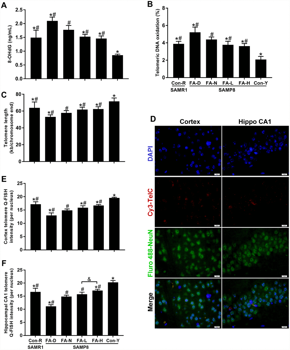 FA supplementation protected against telomeric DNA oxidation and telomere length shortening in brain of SAMP8 mice. Mice were assigned to treatment groups as described in Figure 1. (A) Level of 8-hydroxy-2'-deoxyguanosine (8-OHdG) in genomic DNA quantified by ELISA [F(5,54) = 75.370, PB) Level of telomeric DNA oxidation quantified by qPCR [F(5,54) = 70.139, PC) Telomere length quantified by qPCR [F(5,54) = 24.184, PD) Representative telomere Q-FISH images in neurons (blue DAPI-stained nuclei; red telomeric probe; green NeuN-stained neuron). Neuronal telomere length quantified by Q-FISH in cerebral cortex [F(5,24) = 54.582, PE) and hippocampal CA1 region [F(5,24) = 68.765, PF). Scale bar = 10 μm. Data are expressed as mean ± SD (n=10 mice/group for ELISA and qPCR assays, n=5 mice/group for Q-FISH assay). *P#P&P