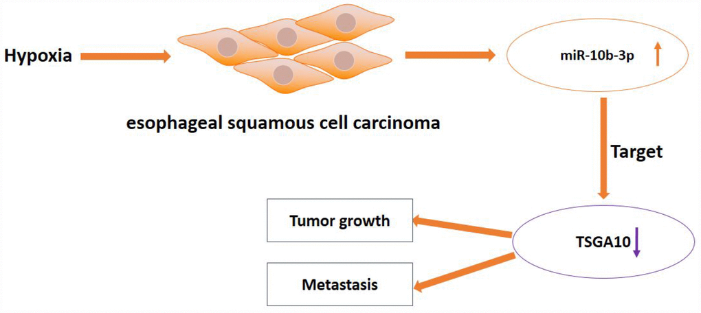 Schematic diagram of hypoxia-induced miR-10b-3p promoting tumor growth and metastasis by targeting TSGA10 in ESCC.