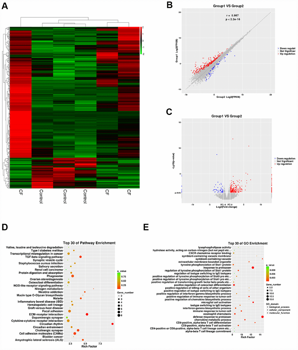 Differentially-expressed mRNAs in CF and normal rat hearts. (A) Hierarchical clustering of differentially-expressed mRNAs in CF and normal rat hearts. (B) Scatter diagram showing the expression correlation of these mRNAs. (C) Volcano plot diagram showing these differentially-expressed mRNAs. (D) KEGG signaling annotation on the differentially-expressed mRNAs. (E) GO Enrichment analyses on the differentially-expressed mRNAs.