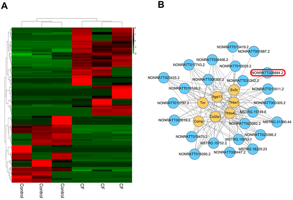Differentially-expressed lncRNAs in CF and normal rat hearts. (A) Hierarchical clustering of differentially-expressed lncRNAs in CF and normal rat hearts. (B) Co-expression network (lncRNA/ECM receptor interaction) between differentially-expressed lncRNAs and extracellular matrix (ECM) receptors, including Itga11, Col2a1, Tnr, Thbs4, Thbs1, Sv2c, and Comp, was established by Pearson’s correlation analysis. (R > 0.8, p 