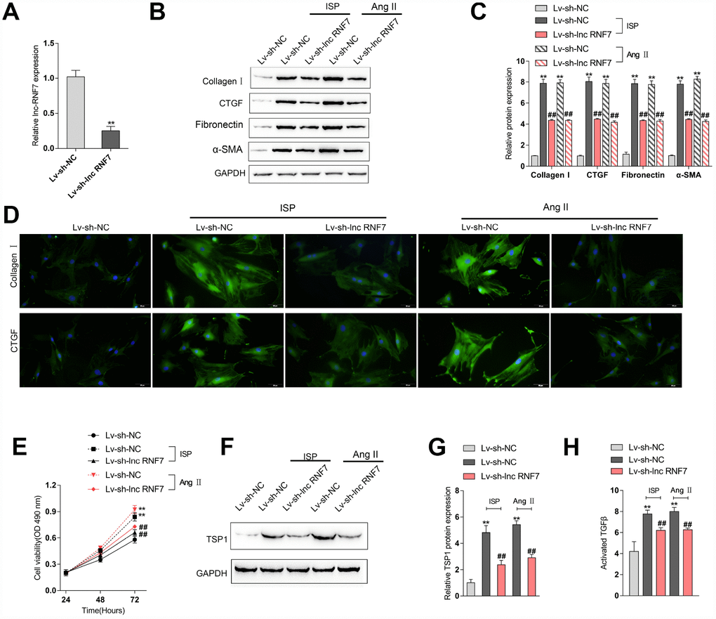 Effect of RNF7 silence on primary rat cardiac fibroblasts proliferation and extracellular matrix deposition. (A) Rat cardiac fibroblasts were infected with Lv-sh-lnc RNF7 or Lv-sh-NC and examined for the infection efficiency by real-time PCR. In the presence or absence of ISP or Ang II treatment, (B) the cellular content of Collagen I and CTGF were determined by IF staining. (B, C) The protein levels of Collagen I, CTGF, Fibronectin, and α-SMA were determined by Immunoblotting analyses. (E) The cell viability was determined by MTT assays. (F, G) The protein levels of TSP1 were determined by Immunoblotting analyses. (H) The TGFβ activity was determined by NRK colony formation assay.