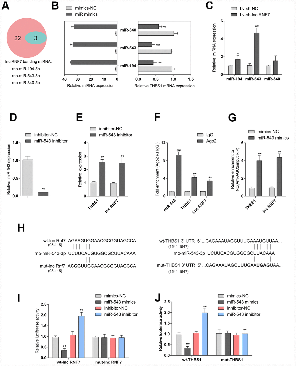 Selection and validation of miRNA that might target lncRNA RNF7 and THBS1. (A) A schematic diagram showing 25 miRNAs that might target THBS1 predicted by online tools; of them, 3 were predicted to target lncRNA RNF7. (B) The overexpression of these 3 miRNAs, miR-340, miR-543, and miR-194, was achieved in rat cardiac fibroblasts by transfection of miRNA mimics, as confirmed by real-time PCR. THBS1 mRNA expression in response to miRNA overexpression was determined by real-time PCR, respectively. (C) Rat cardiac fibroblasts were infected by Lv-sh-lnc RNF7 and examined for the expression of these miRNAs. (D) miR-543 inhibition achieved in rat cardiac fibroblasts by transfection of miR-543 inhibitor and confirmed by real-time PCR. (E) The expression of THBS1 and lnc-RNF7 in response to miR-543 inhibition was determined in cardiac fibroblasts by real-time PCR. (F) The levels of miR-543, THBS1, and lnc RNF7 precipitated by anti-AGO2 antibody were determined using RIP assays. (G) Endogenous THBS1 or lnc RNF7 pull-down by AGO2 upon overexpression of miR-543 was determined using RIP assays. (H) A schematic diagram showing the structures of wild- or mutant-type THBS1 3′-UTR or lnc RNF7 luciferase reporter vectors (wt-THBS1 3′-UTR/lnc RNF7 and mut-THBS1 3′-UTR/lnc RNF7). Mutant-type vectors contained a 4 bp mutation in the predicted miR-543 binding site. (I, J) These vectors were co-transfected into rat cardiac fibroblast with miR-543 mimics/inhibitor and the luciferase activity was determined.