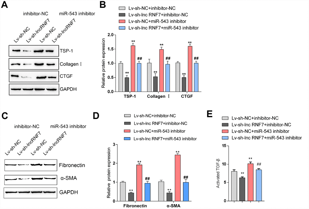 Dynamic effects of lncRNA RNF7 and miR-543 on ECM and TGFβ activation via TSP1. (A, B) Rat cardiac fibroblasts were co-transfected with miR-543 inhibitor and Lv-sh-lnc RNF7 and examined for the protein levels of TSP1, Collagen I, CTGF, Fibronectin, and (C)-SMA. (C) The TGFβ activity in co-transfected rat cardiac fibroblasts was determined by NRK colony formation assay.