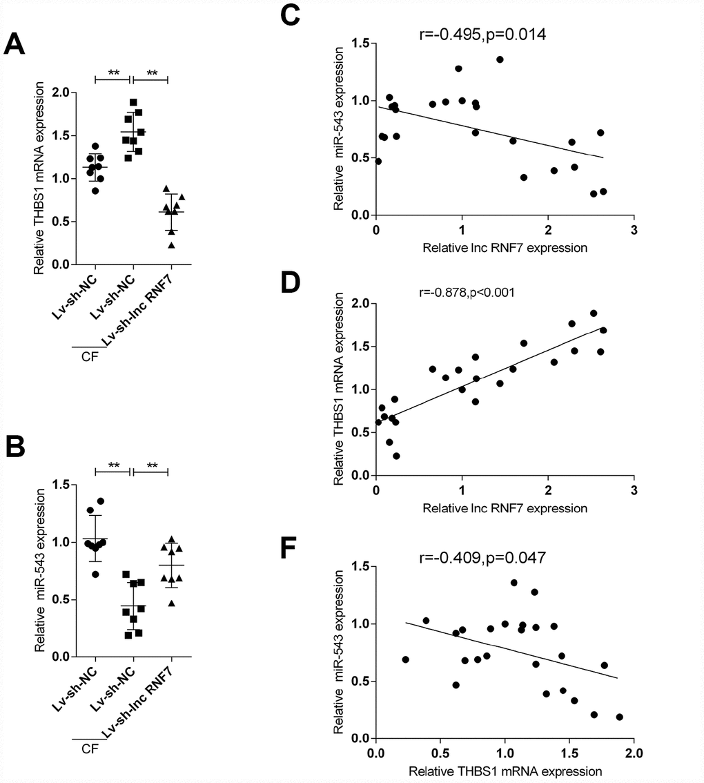 The expression and correlation of miR-543 and THBS1 in rat hearts in control, Lv-sh-NC-, or Lv-sh-lnc RNF7-infection groups. (A, B) Expression of miR-543 and THBS1 in rat hearts in control, Lv-sh-NC-, or Lv-sh-lnc RNF7-infection groups determined by real-time PCR. (C–E) Correlation of lncRNA RNF7, miR-543, and THBS1 in tissue samples analyzed by Pearman’s correlation analyses.