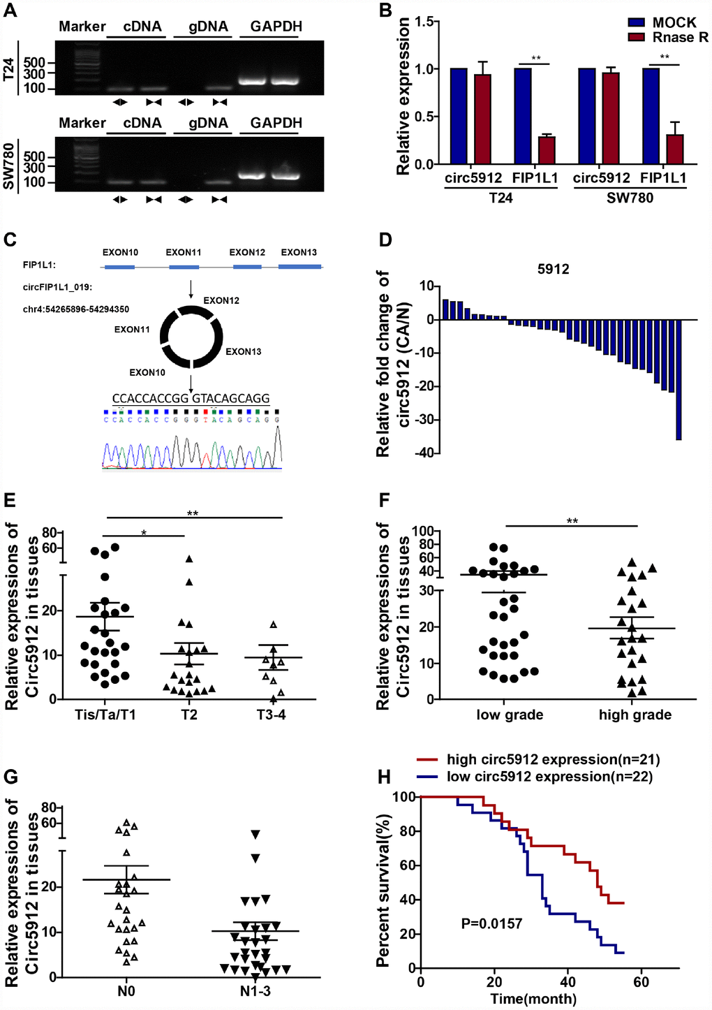 Lower circ5912 levels are associated with advanced bladder cancer. Divergent (circ5912, ◄►) and convergent (FIP1L1, ►◄) primers were designed; to prove circ5912 is circular RNA, (A) agarose gel electrophoresis and (B) RNAse treatment assays were performed; (C) illustration of the circulation of circ5912; (D) expression of circ5912 in 45 paired bladder cancer tissues; 58 bladder cancer tissues were evaluated and analyzed by: (E) stages, (F) tumor grade and (G) metastasis; (H) overall survival of 43 bladder cancer patients in following was analyzed based on the level of circ5912.