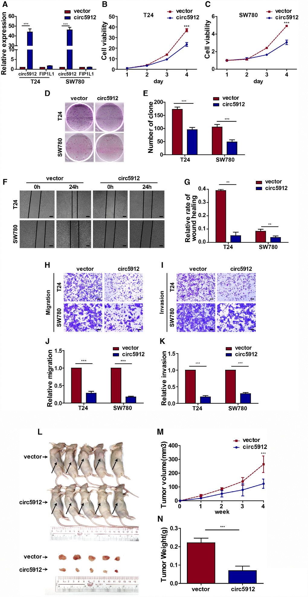 Overexpression of circ5912 suppresses bladder cancer growth and metastasis. Bladder cancer cell lines with overexpressed circ5912 were designed and produced. (A) qPCR detected levels of circ5912 and FIP1L1 after circ5912 overexpression; (B, C) a CCK8 assay was performed to evaluate cell viability; (D, E) clone-forming ability was detected; (F, G) wound healing ability was measured by the distance between the two sides of induced injury after 24 hours, scale bar: 100μm; (H–K) migration and invasion were assessed by counting cells that penetrated the trans-well membrane, scale bar: 25μm; (L–N) the in vivo effect of circ5912 was evaluated by subcutaneously injecting circ5912 overexpressing cells into nude mice. Mice were killed 4 weeks after injection, and tumor weight and volume were measured.