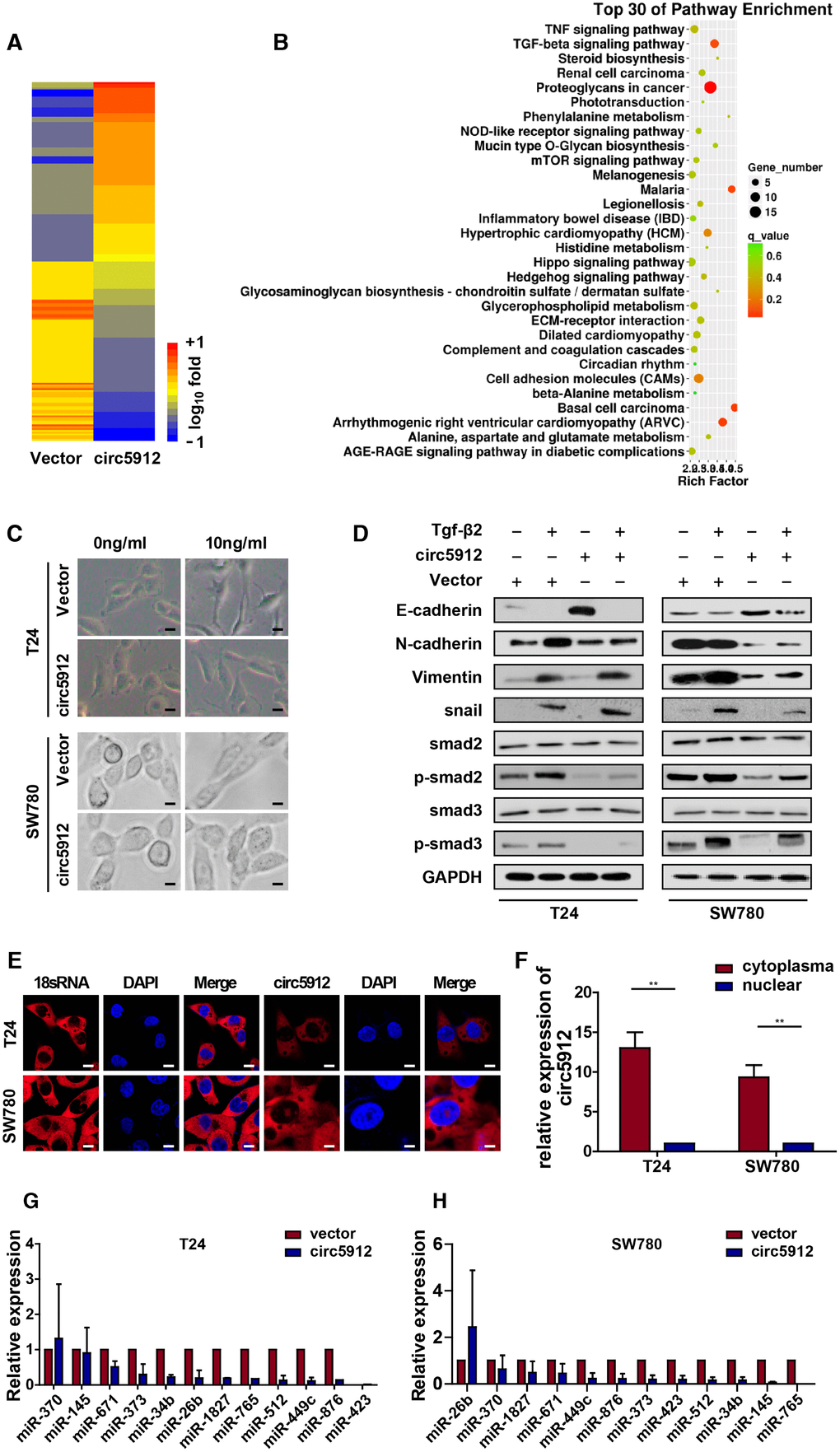 circ5912 reverses Tgf-β2-induced EMT in bladder cancer. To identify the underlying mechanism of circ5912, (A, B) The mRNA sequence was analyzed for the downstream alteration after circ5912 overexpression; cells were treated with TGF-β2 in 10ng/ml for 24 hours to induce EMT. (C) the bladder cancer phenotype was observed under light microscope, scale bar: 2.5μm; (D) western blot analysis was performed to determine the levels of different endothelial and mesenchymal markers; (E) FISH and (F) nuclear-plasma extraction assays were performed to detect the location of circ5912, scale bar: 2.5μm. Cytoplasmic 18s RNA was used as a positive control; (G, H) RNA pulldown assay showed the binding properties of multiple miRNAs and circ5912.