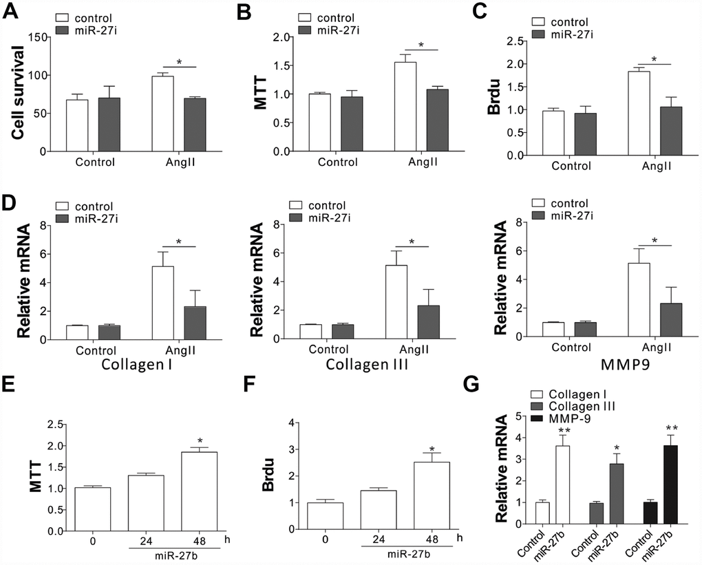 miR-27b expression promoted cardiac fibrosis (A–C) Supplementation of antagomiR-27b (miR-27i) inhibited the CF proliferation in neonatal rats. (A) Counting of cell numbers. (B) MTT analysis. (C) BrdU assay. (D) Collagen I, III, and MMP-9 mRNA levels in CFs treated with AngII in combination with miR27i. (E, F) Supplementation of miR-27b stimulated the proliferation of neonatal rats CF. (E) MTT test. (F) BrdU assay. (G) Collagen I, III, and MMP-9 mRNA levels in miR-27b-treated CFs. Data were represented as mean ± SEM (n=4). *, pp