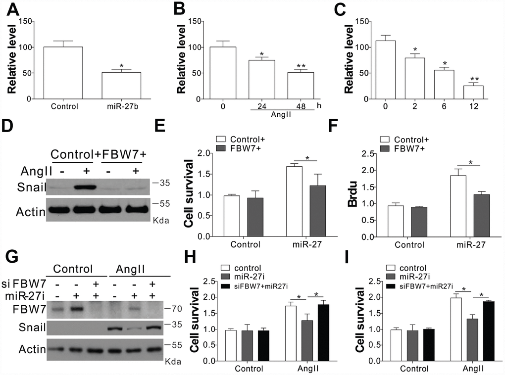 FBW7 was the miR-27b target in cardiac fibrosis (A–C) The mRNA levels of FBW7 in serum-treated CFs (A), AngII (B), or miR-27b (C). (D) Snail expression in CFs transfection with miR-27b and/or peGFP-FBW7 plasmids. (E, F) The proliferation of CFs treated in (D) were analyzed by MTT test (E), and BrdU assay (F). (G) CFs transfected with miR-27i and/or FBW7 siRNA were subjected to AngII treatment as indicated. Snail expression was analyzed using WB. (H, I) The proliferation of CFs treated in (G) was analyzed by MTT test (H), and BrdU assay (I). Data were represented as mean ± SEM (n=4). *, pp