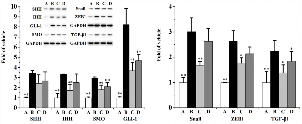 Prostatic expression (n=3 per group) of SHH, IHH, SMO, GLI-1, Snail, ZEB1 and TGF-β1.**p*p