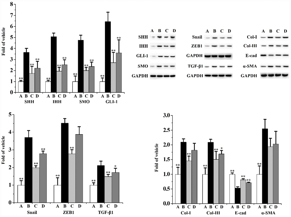 The expression of SHH, IHH, SMO, GLI-1, Snail, ZEB1, TGF-β1, Col-I, Col-III, E-cad and α-SMA in WPMY-1 cells (n=3 per group).**p*p