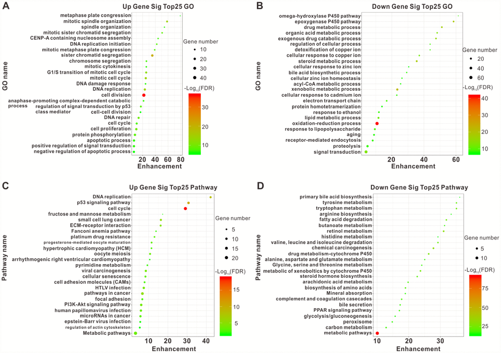 Top25 enrichment of GO and KEGG pathway analyses for upregulated and downregulated DEGs. The upregulated (A) and downregulated (B) DEGs enriched in GO categories. The upregulated (C) and downregulated (D) DEGs enriched in different pathways. The horizontal axis represents the enrichment score of DEGs. The vertical axis represents different GO categories and pathways. The bubble size indicates the number of genes in each category and pathway, and different colors correspond to different log (FDR) values.