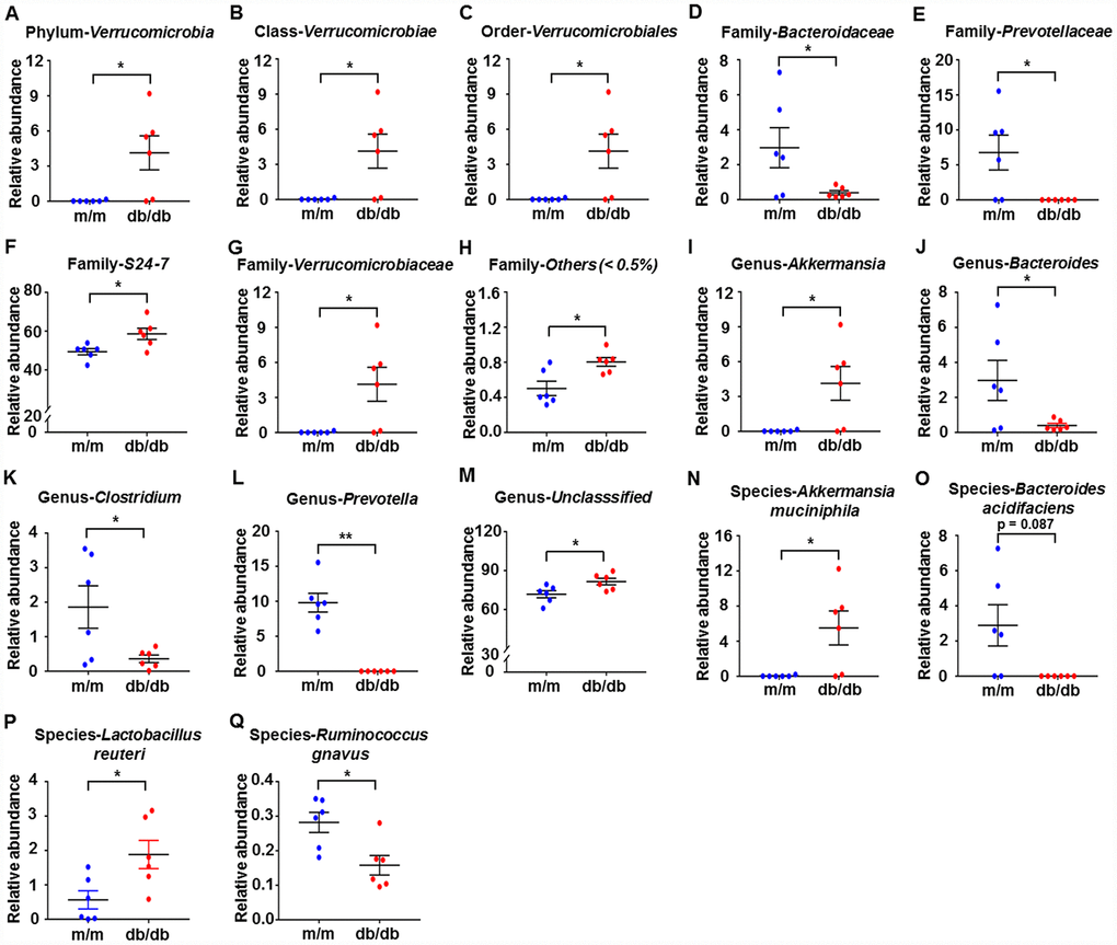 Differences in the composition of the gut microbiota at the phylum, class, order, family, genus, and species levels between db/db and m/m mice. (A) Phylum Verrucomicrobia (Mann–Whitney U test; P B) Class Verrucomicrobiae (Mann–Whitney U test; P C) Order Verrucomicrobiales (Mann–Whitney U test; P D) Family Bacteroidaceae (t10 = 2.236, P E) Family Prevotellaceae (t10 = 2.714, P F) Family S24-7 (t10 = 2.796, P G) Family Verrucomicrobiaceae (Mann–Whitney U test; P H) Family Others (U test; P I) Genus Akkermansia (Mann–Whitney U test; P J) Genus Bacteroides (t10 = 2.236, P K) Genus Clostridium (t10 = 2.399, P L) Genus Prevotella (Mann–Whitney U test; P M) Genus Unclassified (t10 = 2.62, P N) Species Akkermansia muciniphila (Mann–Whitney U test; PO) Species Bacteroides acidifaciens (Mann–Whitney U test; P = 0.087); (P) Species Lactobacillus reuteri (t10 = 2.708, PQ) Species Ruminococcus gnavus (t10 = 3.059, P