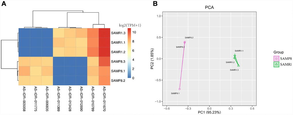 Cluster analysis and principal component analysis of differentially expressed tRFs in the SAMP8 vs SAMR1 mice. (A) Cluster analysis. (B) Principal component analysis.