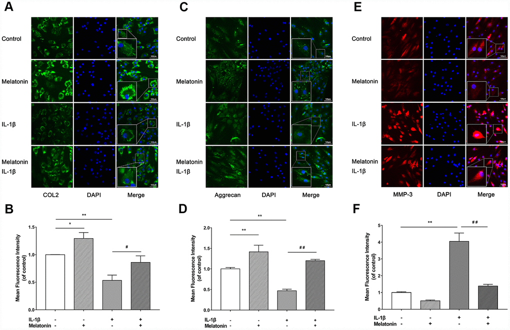 Effects of 200 μM melatonin and 5 nM IL-1β for 24 h on collagen II (COL2), aggrecan and MMP-3 in NPCs detected by immunofluorescence. (A) Representative images of immunofluorescence of COL2 in NPCs photographed by fluorescence microscopy (scale bar=100μm). (B) Semi-quantitative analysis of COL2 fluorescence intensity (n=3). (C) Representative images of immunofluorescence of aggrecan in NPCs photographed by fluorescence microscopy (scale bar=100μm). (D) Semi-quantitative analysis of aggrecan fluorescence intensity (n=3). (E) Representative images of immunofluorescence of MMP-3 in NPCs photographed by fluorescence microscopy (scale bar=100μm). (F) Semi-quantitative analysis of MMP-3 fluorescence intensity (n=3). The values are expressed as mean ± SD. *P