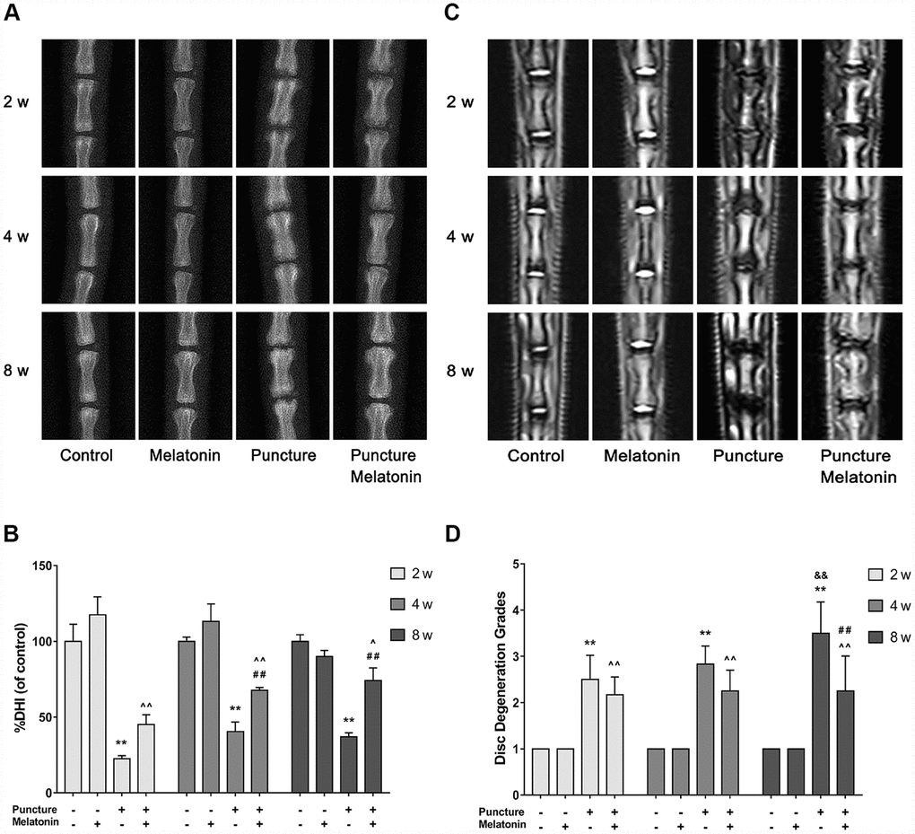 Imaging characteristics of each group after 2, 4, 8 w according to the X-ray and MRI. (A) Representative images of X-ray film. (B) Analysis of %DHI (DHI fold of control) based on X-ray (n=8). (C) Representative images of MRI. (D) Analysis of disc degeneration grades according to the Pfirrmann classification based on MRI (n=8). The values are expressed as mean ± SD. **P