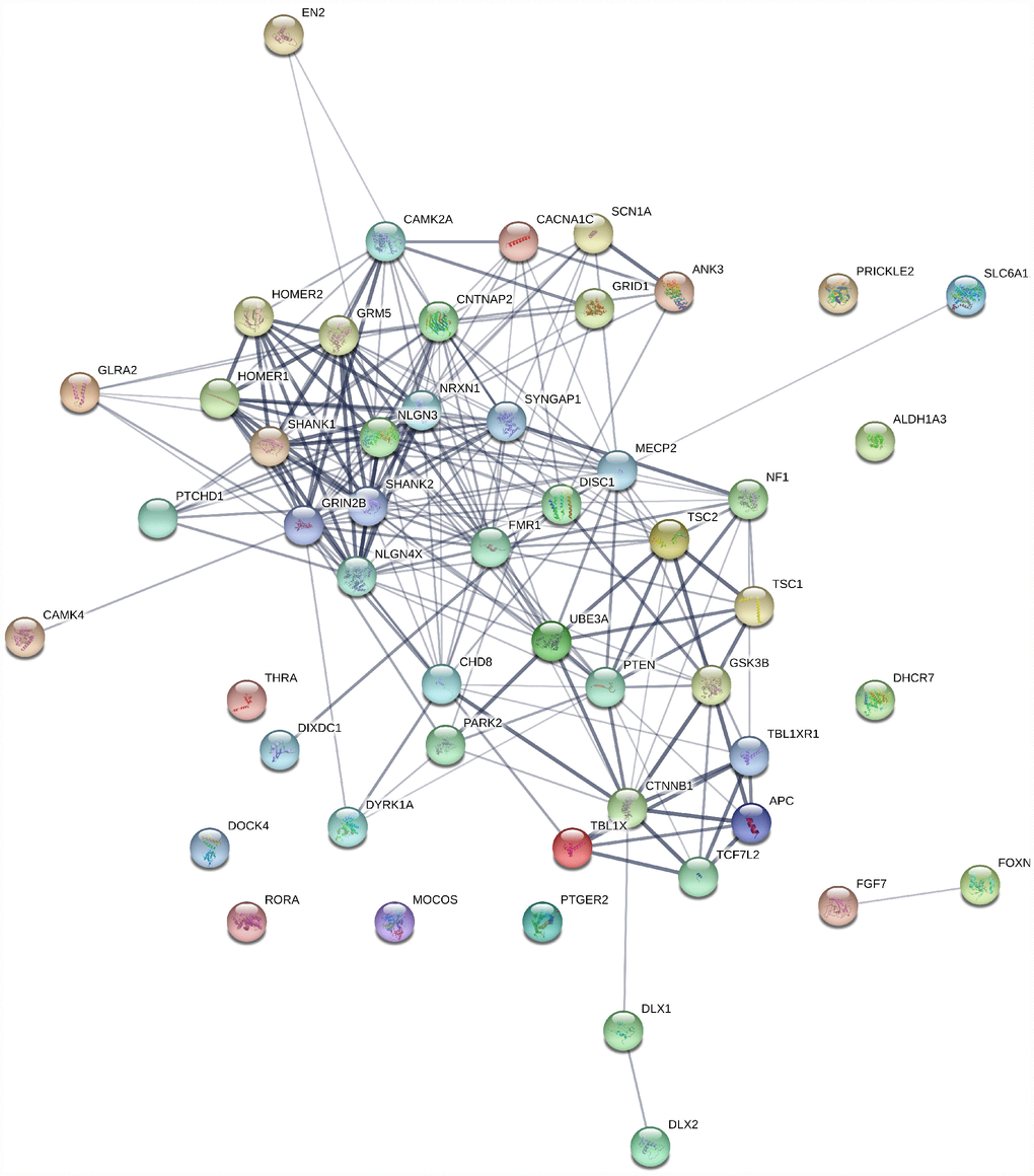 Gene interaction map for ASD genes generated using string1 webserver. Thickness of the line indicates the strength of the interaction between the genes. All sources are used to generate the interaction model with default medium confidence interaction score of 0.4. Ref: https://string-db.org/.