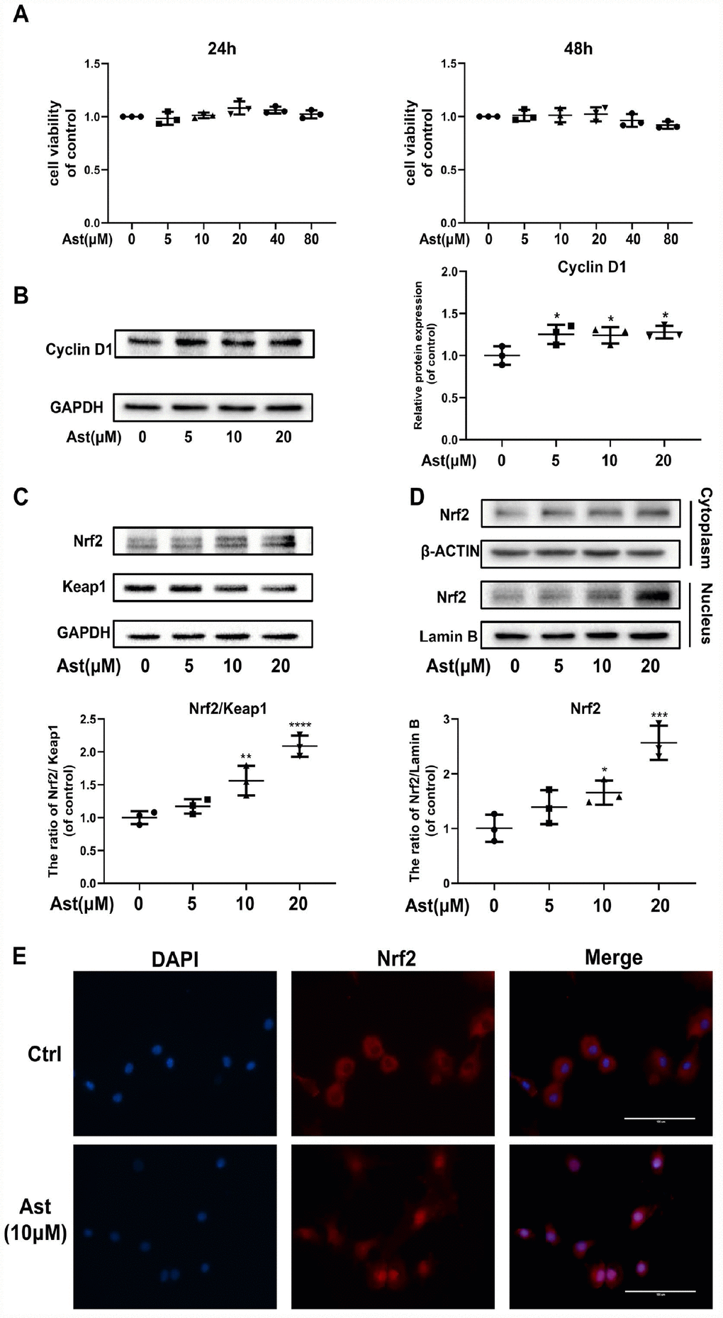 Ast did not affect cell viability and activated Nrf2 in mouse chondrocytes. (A) The cytotoxic effect of Ast (5, 10, 20, 40, and 80 μM) exposure for 24 and 48 h on chondrocytes was determined using a CCK8 assay. (B, C) Chondrocytes were treated with Ast (5, 10, and 20 μM) for 24 h. Expression levels of Cyclin D1, Nrf2, and Keap1 were determined by western blotting and quantified. (D, E) Nuclear translocation of Nrf2 was detected by western blotting and immunofluorescence after treatment of chondrocytes with Ast (10 μM) for 24 h, and the band density of Nrf2 in nucleus was quantified. The nuclear and cytoplasmic fractions used in the western blotting were obtained using a nuclear and cytoplasmic protein extraction kit (P0027, Beyotime, China). The data are presented as dot plots from three independent experiments. Significant differences among different groups are indicated as *p 