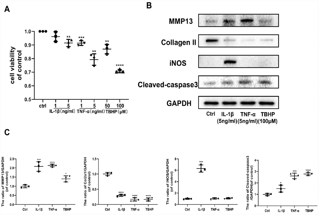 Effects of IL-1β, TNF-α, and TBHP on mouse chondrocytes. (A) The cytotoxic effect of IL-1β (1 and 5 ng/ml), TNF-α (1 and 5 ng/ml), and TBHP (50 and 100 μM) treatment on chondrocytes for 24 h was determined using a CCK8 assay. (B, C) After the indicated treatment for 24 h, the effects of IL-1β (5 ng/ml), TNF-α (5 ng/ml), and TBHP (100 μM) on the expression of MMP13, Collagen II, iNOS, and cleaved-caspase3 were determined by western blotting and quantified. The data are presented as dot plots from three independent experiments. Significant differences among different groups are indicated as *p 
