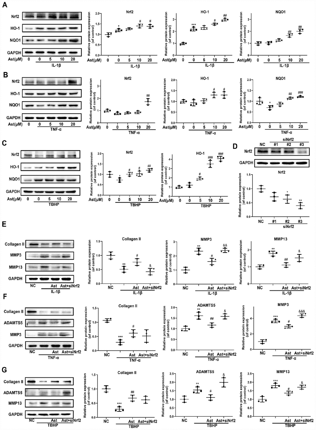 Nrf2 signaling mediated protective effects of Ast on OA chondrocytes. Chondrocytes were cultured with vehicle or Ast (5, 10 and 20 μM) for 2 h, then stimulated with IL-1β (5 ng/ml), TNF-α (5 ng/ml) or TBHP (100 μM). (A–C) Levels of Nrf2 signaling pathway proteins, including Nrf2, HO-1, and NQO1 were determined by western blotting and quantified. To knock down Nrf2 expression, chondrocytes were transfected with Nrf2 siRNA using Lipofectamine 3000. (D) Transfection efficiency was evaluated by detecting Nrf2 expression using western blotting. After 24h of transfection, chondrocytes were treated with vehicle or Ast (10 μM) for 2 h followed by stimulation with IL-1β (5 ng/ml) for 24 h. (E, F) The expression of Collagen II, ADAMTS5, MMP3, and MMP13 was measured by western blotting and quantified. The data are presented as dot plots from three independent experiments. Significant differences among different groups are indicated as *p